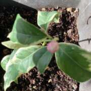 ヒメ日記 2025/01/31 08:41 投稿 あきら 倶楽部愛