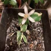 ヒメ日記 2025/02/15 07:03 投稿 あきら 倶楽部愛