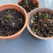 ヒメ日記 2025/04/30 15:50 投稿 あきら 倶楽部愛