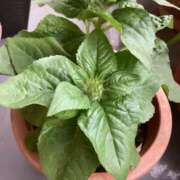 ヒメ日記 2025/05/24 06:58 投稿 あきら 倶楽部愛