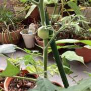 ヒメ日記 2025/06/26 06:35 投稿 あきら 倶楽部愛