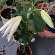 ヒメ日記 2025/07/06 06:37 投稿 あきら 倶楽部愛