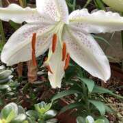 ヒメ日記 2025/07/10 06:41 投稿 あきら 倶楽部愛