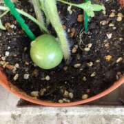 ヒメ日記 2025/07/17 06:37 投稿 あきら 倶楽部愛