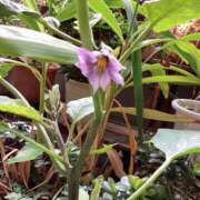 ヒメ日記 2025/07/18 06:36 投稿 あきら 倶楽部愛