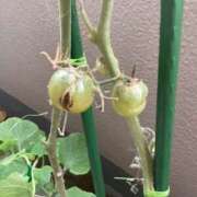 ヒメ日記 2025/08/22 06:36 投稿 あきら 倶楽部愛