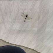 ヒメ日記 2025/09/14 06:37 投稿 あきら 倶楽部愛