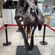 ヒメ日記 2025/10/12 06:55 投稿 あきら 倶楽部愛