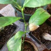 ヒメ日記 2026/01/08 06:38 投稿 あきら 倶楽部愛