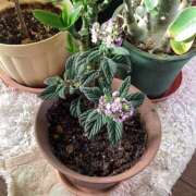 ヒメ日記 2026/01/29 06:53 投稿 あきら 倶楽部愛