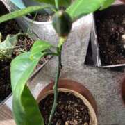 ヒメ日記 2026/02/13 06:38 投稿 あきら 倶楽部愛