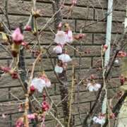 ヒメ日記 2026/03/19 06:37 投稿 あきら 倶楽部愛