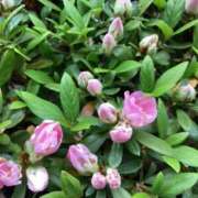 あきら もぅすぐ満開🌸 倶楽部愛