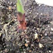 あきら 芽が出た🌱カサブランカ 倶楽部愛