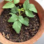 ヒメ日記 2026/04/23 06:54 投稿 あきら 倶楽部愛