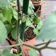 あきら トマト🍅 倶楽部愛