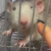 ヒメ日記 2025/06/10 15:42 投稿 あいら ビデオdeはんど 町田校