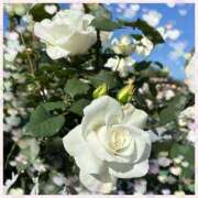 ヒメ日記 2025/05/09 12:35 投稿 かほ 阪神人妻花壇