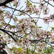 ヒメ日記 2026/04/16 12:20 投稿 かほ 阪神人妻花壇