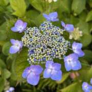 ヒメ日記 2025/06/10 12:35 投稿 かほ 神戸人妻花壇