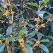 ヒメ日記 2025/10/21 12:59 投稿 ユリナ Club 妻