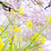 ヒメ日記 2025/03/23 02:46 投稿 ことみ 奥様鉄道69 仙台店