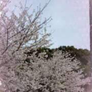 ヒメ日記 2025/04/06 08:46 投稿 もか ぽちゃらん神栖店