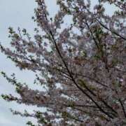 ヒメ日記 2025/04/11 08:36 投稿 もか ぽちゃらん神栖店