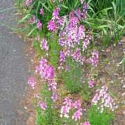 ヒメ日記 2025/04/15 10:56 投稿 もか ぽちゃらん神栖店