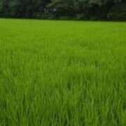 ヒメ日記 2025/07/02 08:56 投稿 もか ぽちゃらん神栖店