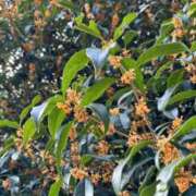 ヒメ日記 2025/10/21 08:56 投稿 もか ぽちゃらん神栖店