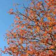 ヒメ日記 2025/11/19 09:36 投稿 もか ぽちゃらん神栖店