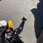 ヒメ日記 2025/01/02 11:18 投稿 南/Minami ジュリエット