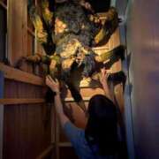 ヒメ日記 2025/10/31 22:48 投稿 南/Minami ジュリエット