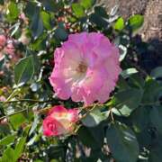 ヒメ日記 2025/06/03 22:22 投稿 星野すみれ Matriarch(マトリアルカ)