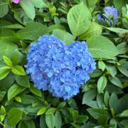 ヒメ日記 2025/06/09 13:05 投稿 星野すみれ Matriarch(マトリアルカ)