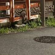 すみれ どこのこ…(๑• . •๑)?? ぽちゃ巨乳専門　新大久保・新宿歌舞伎町ちゃんこ