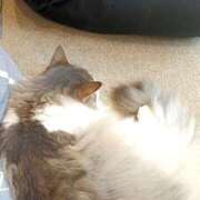 ヒメ日記 2025/12/02 13:21 投稿 すみれ ぽちゃ巨乳専門　新大久保・新宿歌舞伎町ちゃんこ