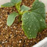 すみれ もうすぐ春？もう春？ ぽちゃ巨乳専門　新大久保・新宿歌舞伎町ちゃんこ