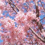 はこ 桜の時期になりました🌸 横浜人妻セレブリティ（ユメオト）
