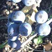 ヒメ日記 2025/05/24 11:37 投稿 金子　ゆきえ 昼下がりの情事