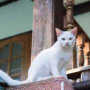 ヒメ日記 2025/07/15 12:23 投稿 金子　ゆきえ 昼下がりの情事