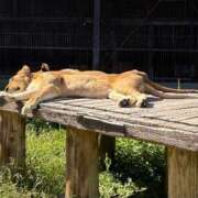 ヒメ日記 2025/09/29 14:14 投稿 さくら 天使のゆびさき 船橋店(カサブランカグループ)