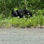 ヒメ日記 2025/11/07 12:32 投稿 さくら 天使のゆびさき 船橋店(カサブランカグループ)