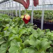 ヒメ日記 2026/01/29 14:34 投稿 さくら 天使のゆびさき 船橋店(カサブランカグループ)