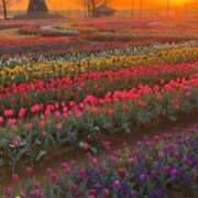 ヒメ日記 2026/04/14 22:42 投稿 あおい アップル(長崎)