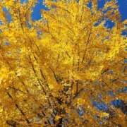 くれは 🚅💕 熟女の風俗最終章 仙台店