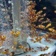 ヒメ日記 2025/07/24 00:58 投稿 藤田【ふじた】 丸妻 西船橋店