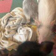 ふわり 明日前乗り！ サンキュー沼津店（サンキューグループ）