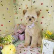 ヒメ日記 2025/04/17 01:57 投稿 えみり フォーチュン